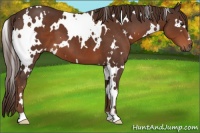Horse Color:White Spotted Liver Chestnut 
