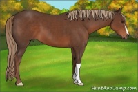 Horse Color:Liver Chestnut 
