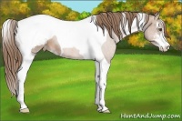 Horse Color:Liver Chestnut Pearl Sabino Tobiano Snowcap 