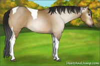 Horse Color:Gray Buckskin Dun Tobiano 
