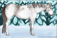 Horse Color:Gray White Spotted Chestnut Sabino 