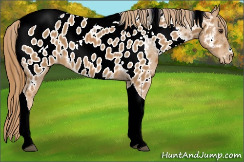 Horse Color: ERROR: UNKNOWN ANOMALY