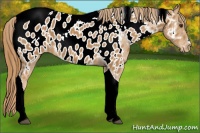 Horse Color:Chestnut Tobiano Appaloosa 