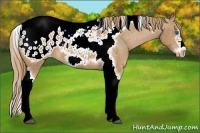 Horse Color:Chestnut Splash Tobiano Frame Appaloosa 