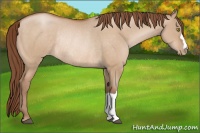 Horse Color:Bay Pearl Dun Rabicano