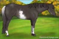 Horse Color:White Spotted Smoky Black
