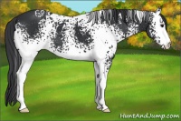 Horse Color:White Spotted Black 