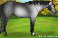 Horse Color:Gray Black 