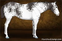 Horse Color:White Spotted Smoky Black