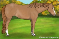 Horse Color:Chestnut Sabino Rabicano 
