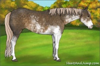 Horse Color:Chocolate Palomino Sabino 