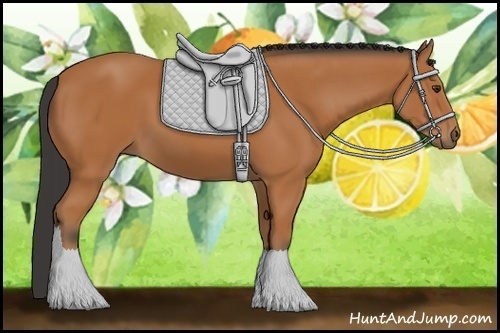 Horse Color: Bay 