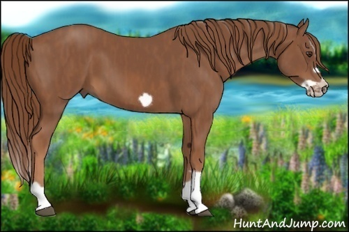 Horse Color:Chestnut Splash Frame  Brindle