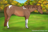 Horse Color:Red Roan Tobiano 