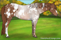 Horse Color:White Spotted Chestnut 