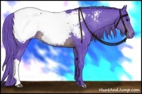 Horse Color:Watercolor Brown Appaloosa 
