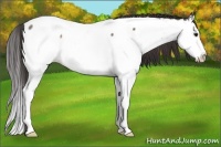 Horse Color:Brown Roan Splash Near Fewspot 