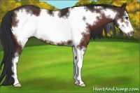 Horse Color:Bay Sabino Frame 