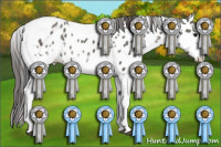 Horse Color:White Spotted Grullo Splash Tobiano Appaloosa 