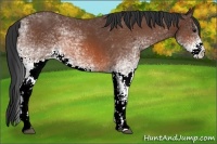 Horse Color:White Spotted Bay 