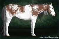 Horse Color:White Spotted Bay 