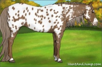 Horse Color:Chocolate Palomino Frame Appaloosa Rabicano 