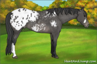 Horse Color:Brown Appaloosa 