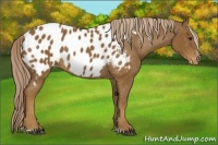 Horse Color:Chocolate Palomino Sabino Blanket 