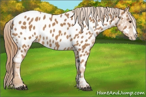 Horse Color: Chestnut Splash Near Leopard 