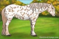 Horse Color:Chestnut Splash Appaloosa 
