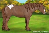 Horse Color:Chestnut Splash Appaloosa 