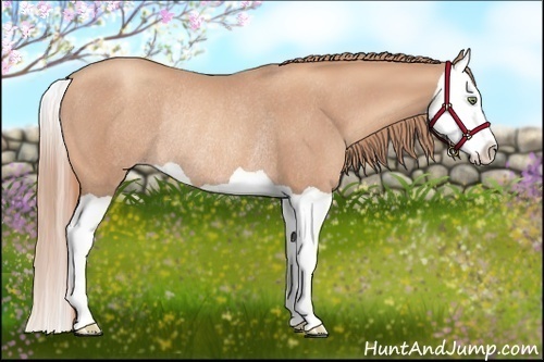 Horse Color: Gold Champagne Splash Rabicano 
