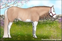 Horse Color:Gold Champagne Splash Rabicano 