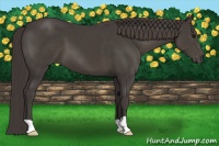 Horse Color:Smoky Black 