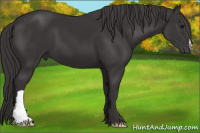 Horse Color:Smoky Black 