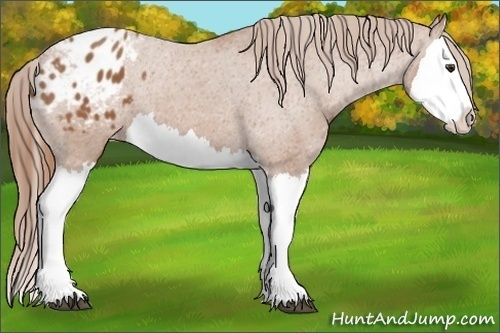 Horse Color: Chestnut Splash Blanket 