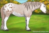 Horse Color:Chestnut Splash Appaloosa 