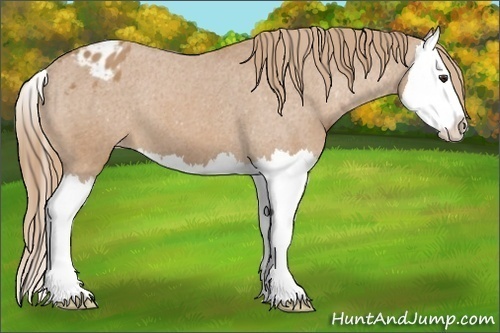 Horse Color: Chestnut Splash Varnish 