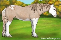 Horse Color:Chestnut Splash Appaloosa 