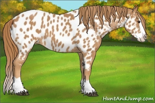 Horse Color: Chestnut Splash Near Leopard 