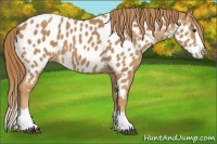 Horse Color:Chestnut Splash Near Leopard 