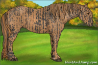 Horse Color:Black  Brindle