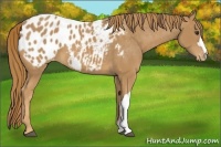 Horse Color:Chestnut Appaloosa