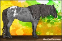 Horse Color:Liver Red Roan Appaloosa 