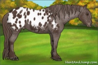 Horse Color:Liver Chestnut Appaloosa