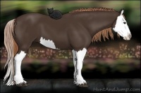 Horse Color:Liver Chestnut Splash 