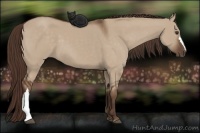 Horse Color:Liver Red Dun 