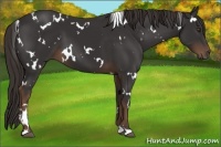Horse Color:White Spotted Liver Chestnut 