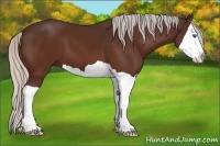 Horse Color:Silver Bay Splash 