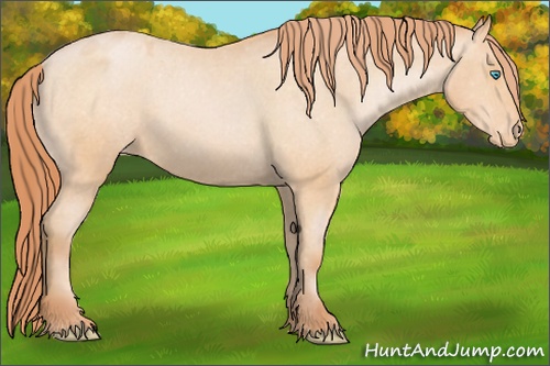 Horse Color: Buckskin Pearl Varnish 